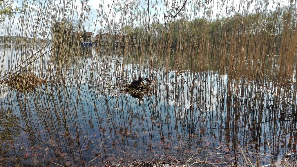Stara Kamienica Centrum Mrągowo Exteriör bild